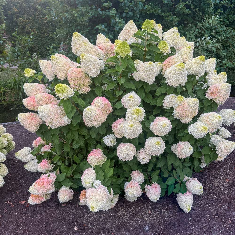 Hortensia 'Living Candy Love®'
